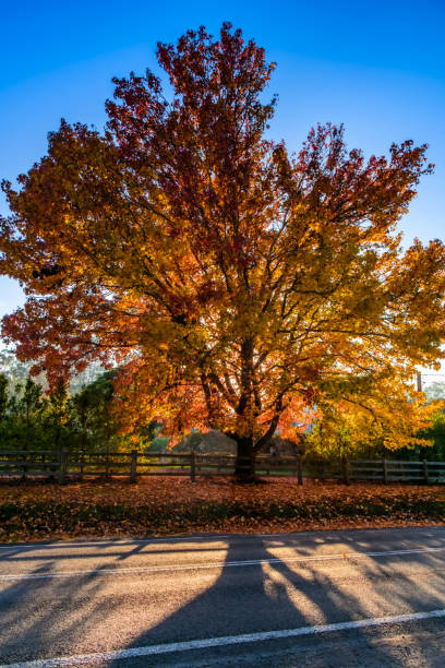 istock Early Morning Autumn Hues 1493143463