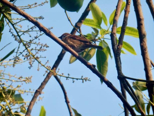 istock Bird standing still sky high free 1493143922