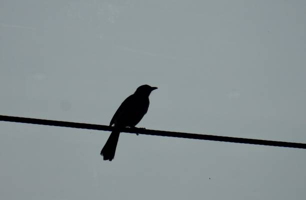 istock Bird standing still sky high free 1493143942