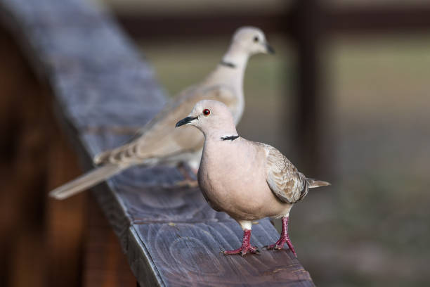 istock An adorable African Collared Dove pair walking on the wood 1493144128