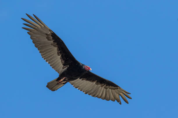 istock The majestic Turkey Vulture soaring underneath the bright blue sky 1493144178