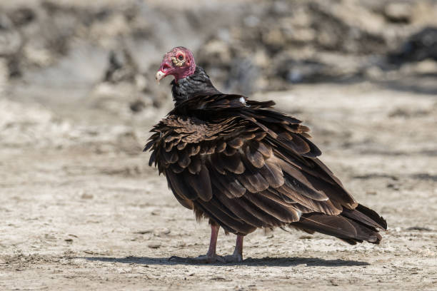 istock A puffy Turkey Vulture looking at camera 1493144285
