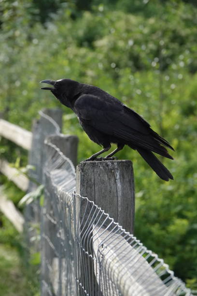 Crow stock photo