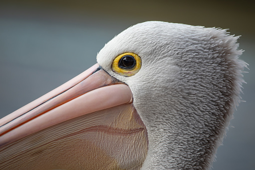 Closeup Face Shot of Brown Pelican (Pelecanus Occidentalis) at rest while grooming near the water. NOTE: Shallow Depth of Field (focus is on the eye). Image captured near St. Petersburg, Florida in the Tampa Bay area.