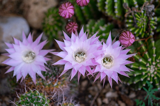 Close up of a pink cactus flower.  Epiphyllum (Orchid Cactus) Closeup