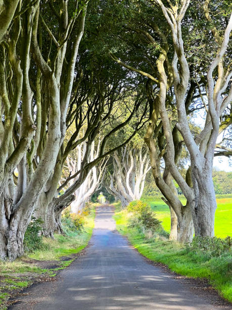 istock The Dark Hedges in Northern Ireland 1493147349