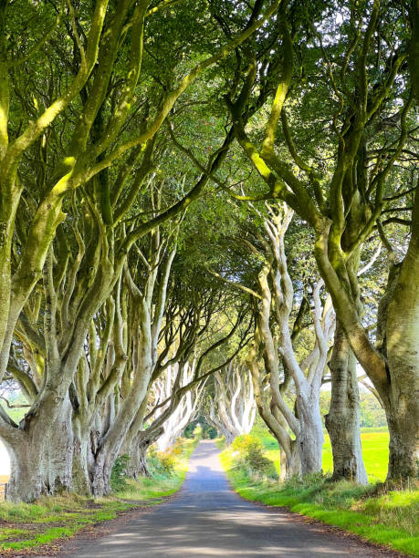 istock The Dark Hedges in Northern Ireland 1493147405