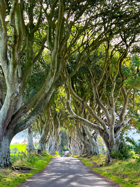 istock The Dark Hedges in Northern Ireland 1493147657