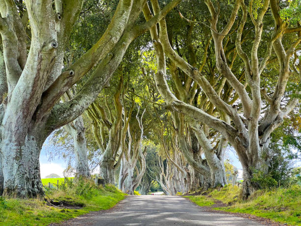 istock The Dark Hedges in Northern Ireland 1493147658