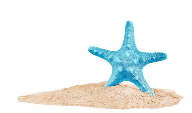 a blue starfish stands in the sand. highlighted on a white background