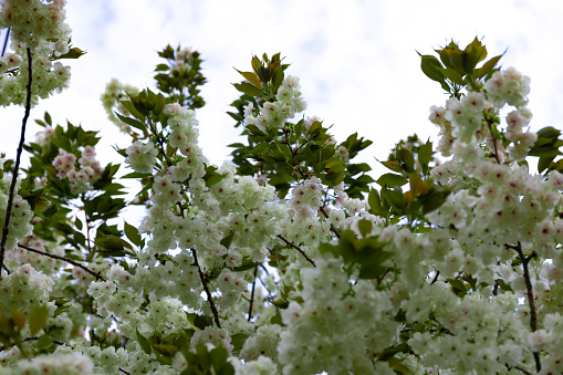 Ukon Cherry flowers swaying in the wind cloudy day closeup. High quality photo. Nerima district Tokyo Japan 04.05.2023. This cherry flower is called UKON.