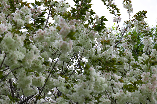 Ukon Cherry flowers swaying in the wind cloudy day closeup. High quality photo. Nerima district Tokyo Japan 04.05.2023. This cherry flower is called UKON.