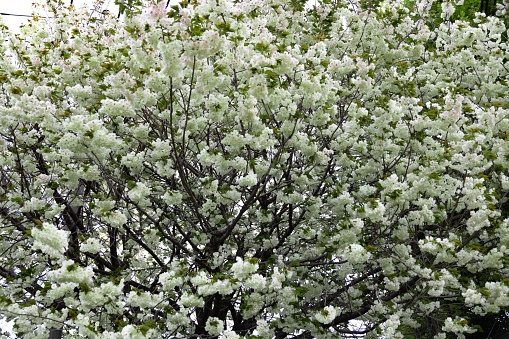 White star magnolia - Northern Japanese Magnolia