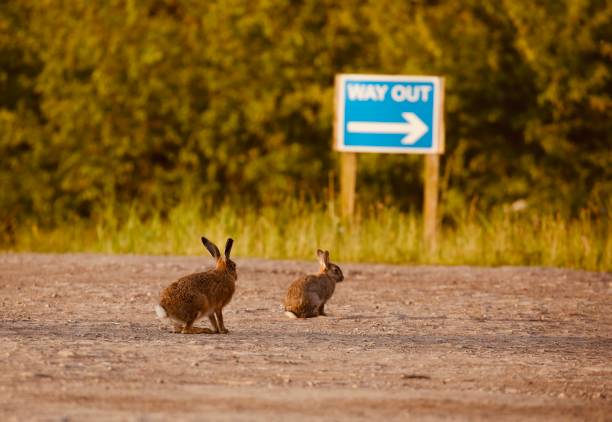 istock European Brown Hares 1493149610