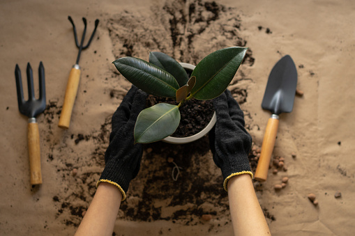 A young woman in black gloves holds a pot of green ficus after transplanting against a background of soil and tools. Spring houseplant care and repotting concept.