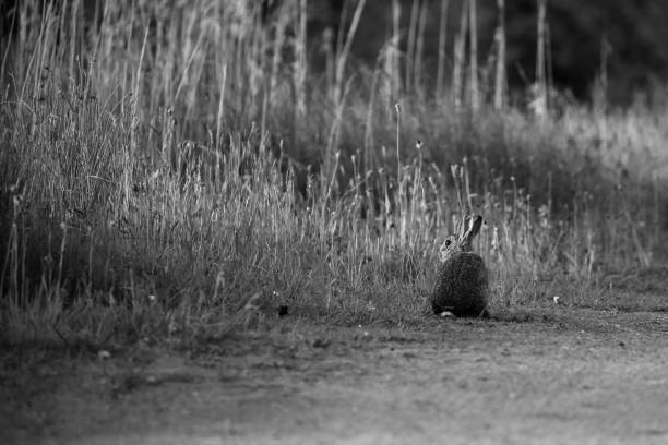istock European Brown Hare 1493150005