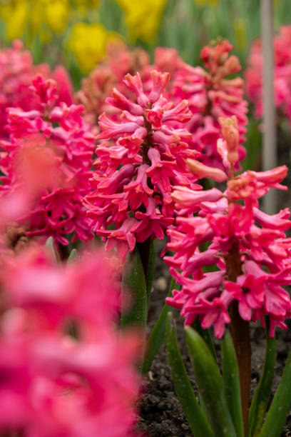istock First spring flowers Large flower bed with multi-colored hyacinths, traditional easter background in the Asparagus family. Greeting festive postcard wallpaper. 1493150420