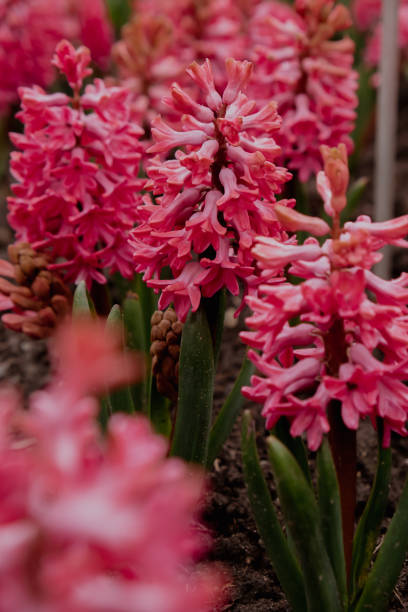 istock First spring flowers Large flower bed with multi-colored hyacinths, traditional easter background in the Asparagus family. Greeting festive postcard wallpaper. 1493150490