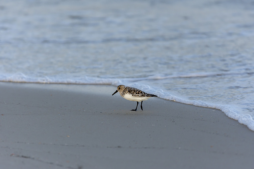 Photo taken at St George Island state park in Florida's panhandle region, USA. Nikon D7200 with AF-S NIKKOR 70-200mm f/2.8E FL ED VR lens