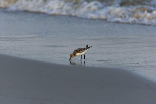 istock Ruddy Turnstone hunting for a meal on beach surf line 1493152445