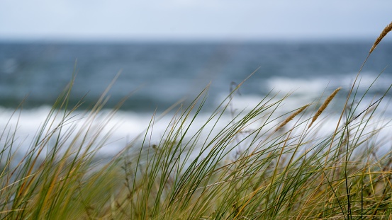 A tranquil beach scene featuring lush grass blowing softly in the breeze by a tranquil body of water