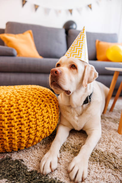 istock Labrador dog having birthday party 1493154411