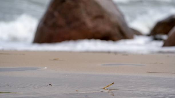 istock an old shell is laying on the beach and water droplets 1493154433