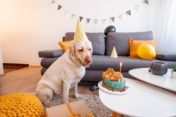 istock Dog celebrating birthday 1493154463
