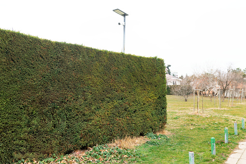 Geometric landscaping shrub, Chewing hedge.