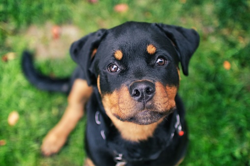 An adorable Rottweiler sitting in lush green grass, gazing upward with a look of curiosity in its eyes