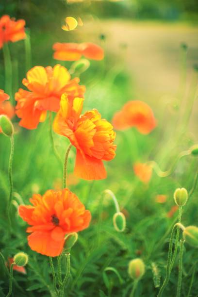 istock Fluffy orange poppy flowers in spring garden 1493155644