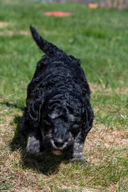 istock Poodle Puppies first time out. 1493155666