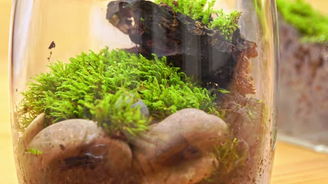 Female botanist's hands creates a tiny live forest ecosystem in a glass terrarium