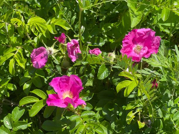 istock Colorful Flowers in the garden. 1493156532