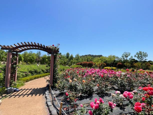 istock Colorful Flowers in the garden. 1493157146