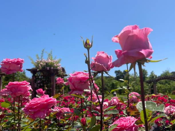 istock Colorful Roses in the garden 1493157353