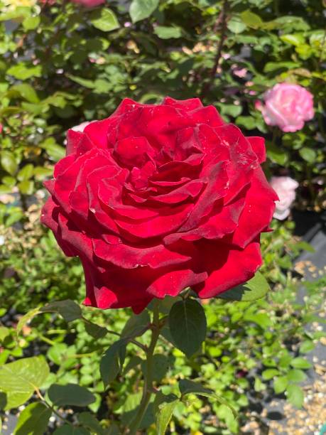 istock Colorful Roses in the garden 1493157604