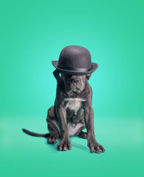 istock Cane Corso Italiano puppy 1493159157