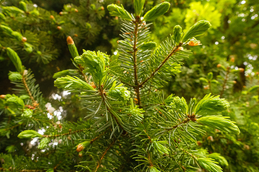 fresh pine branch shoots