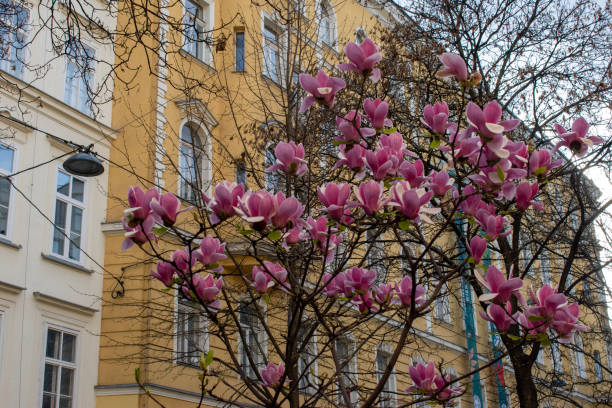 istock blooming magnolia tree in springtime. (Buildings in the background) vienna, austria - april 1, 2023 1493159327