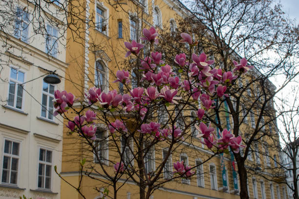 istock blooming magnolia tree in springtime. (Buildings in the background) vienna, austria - april 1, 2023 1493159332