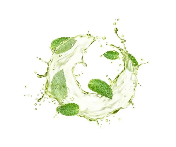 Vector illustration of Green herbal tea splash and drops with mint leaves