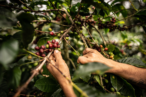 Close-up of a agricultor man picking coffee at farm