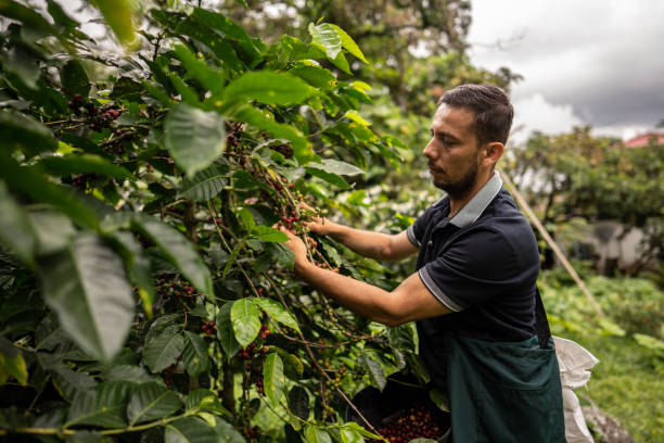 istock Mature agricultor man picking coffee at farm 1493160351
