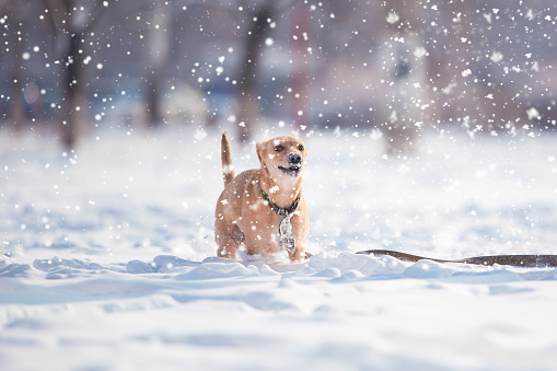 mongrel fawn puppy running in snow in winter