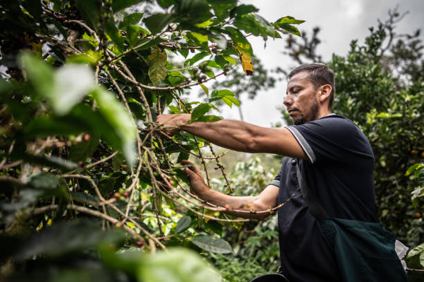 istock Mature agricultor man picking coffee at farm 1493160377