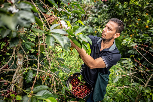 Mature agricultor man picking coffee at farm