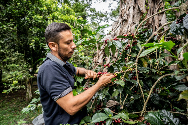 istock Mature agricultor man picking coffee at farm 1493160403