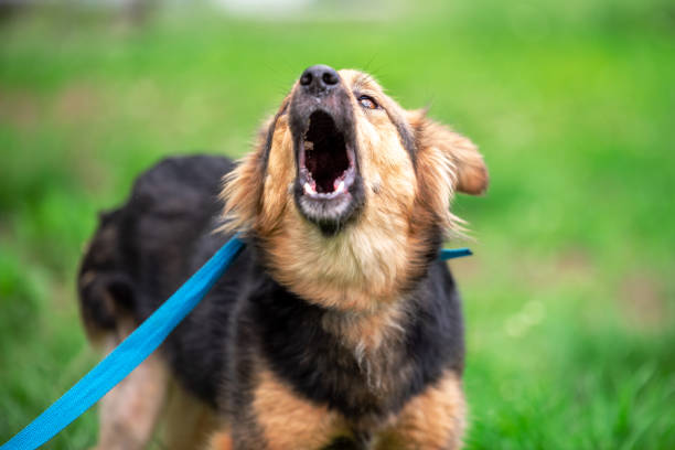 barking mongrel dog on a blue leash on a green lawn in summer - late afternoon imagens e fotografias de stock