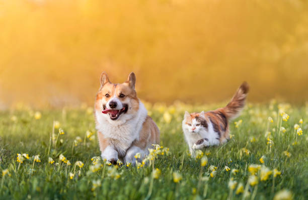 かわいいコーギー犬とふわふわの猫が日当たりの良い春の牧草地の緑の草の中を走ります - pets friendship green small ストックフォトと画像